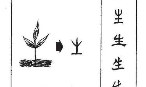 珍珠参图片大全-珍珠参的作用与功效网-分享珍珠参的营养，珍珠参的吃法知识库