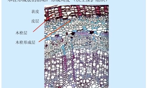 珍珠参的作用与功效网-分享珍珠参的营养，珍珠参的吃法知识库