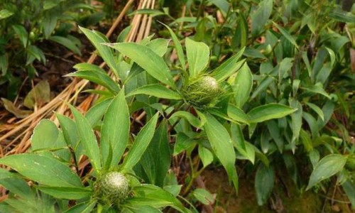 珍珠参的作用与功效网-分享珍珠参的营养，珍珠参的吃法知识库